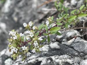 野薄荷