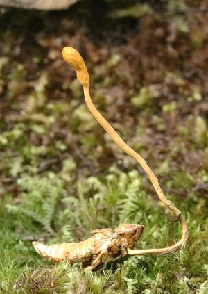 Ophiocordyceps tricentri(沫蟬蛇形蟲草)