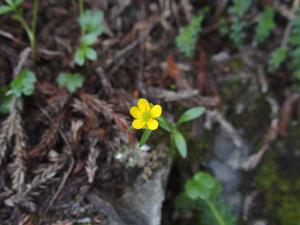 高山毛茛