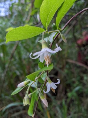 臺灣野茉莉