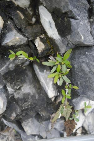 太魯閣小檗