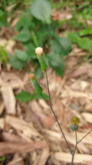 粉黃纓絨花