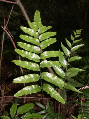 馬鞍山雙蓋蕨