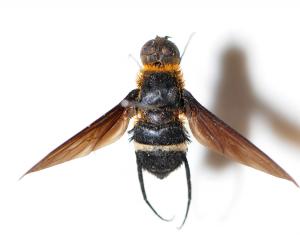 黑翅蜂虻 Ligyra tantalus