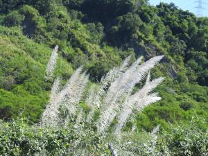 甜根子草