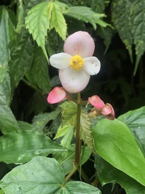 水鴨腳秋海棠