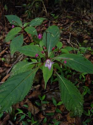 棣慕華鳳仙花