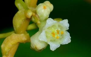 田野菟絲子