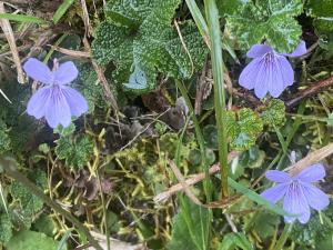 台灣菫菜