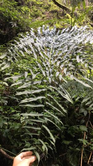 高山鳳了蕨