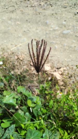 虎尾草、刺虎尾草、孟仁草