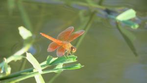 黃翅蜻  (褐斑蜻蜓)