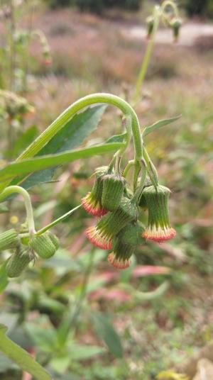 野茼蒿