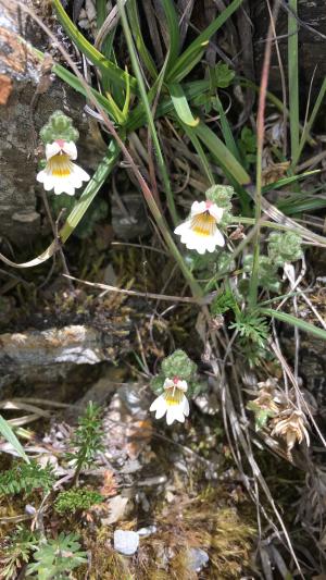 玉山小米草