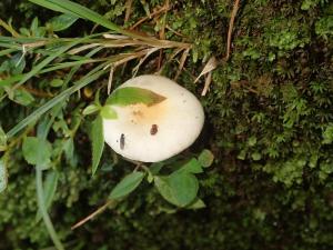 Hygrophorus cossus(粉黃蠟傘)