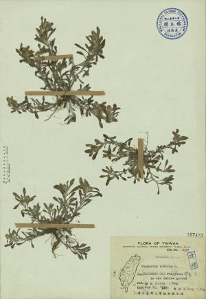 Gnaphalium indicum L._標本_BRCM 3857