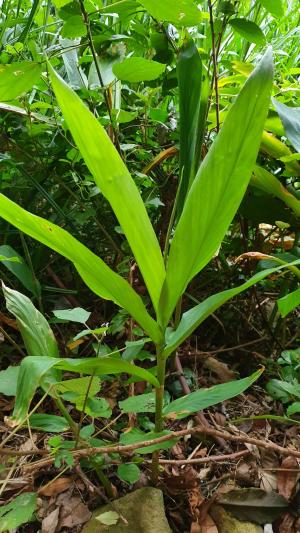 野薑花