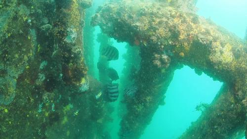 西部台灣海峽離岸風場—潛水調查