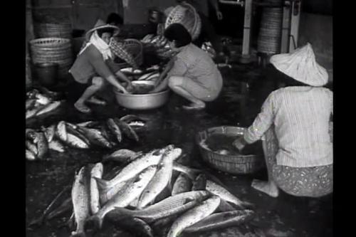 台南市烏魚市場及魚子加工