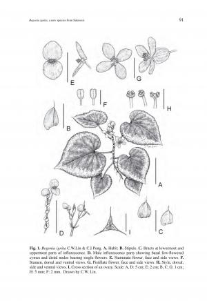 Begonia ignita C.W.Lin & C.I Peng