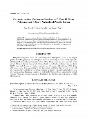 Persicaria capitata (Buchanan-Hamilton ex D. Don) H. Gross (Polygonaceae), a newly naturalized plant in Taiwan
