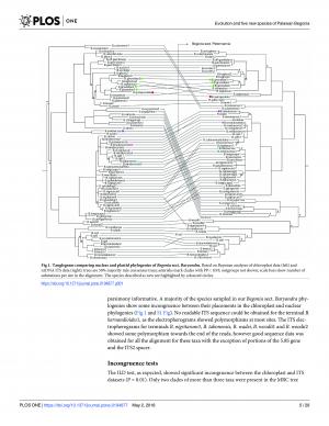 Fig 1. Tanglegram comparing nuclear and plastid phylogenies of Begonia sect. Baryandra.