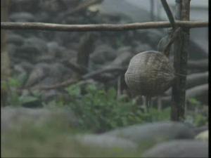 小船招魚祭/傳統家屋/織布/抓魚